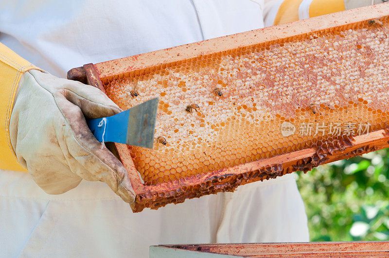 养蜂人拿蜂窝托盘与蜂蜜- IV